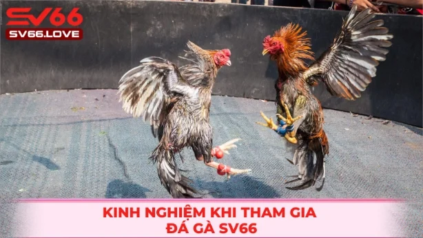 Mẹo chơi đá gà tại nhà cái SV66 hiện nay